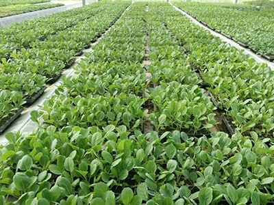花皮菜豆施肥技术