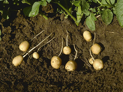 云薯304土豆储藏通风设备价格