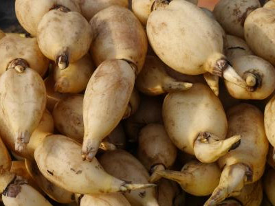 长寿仁豌豆育种技术