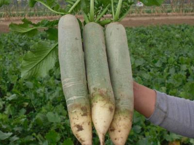 种土豆用什么肥好