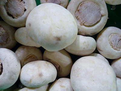 济薯25红薯的亩产量
