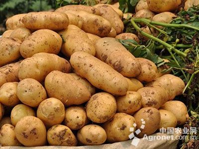 薯童谣在线观看土豆
