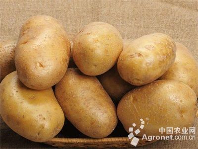 天目小香薯种植技术