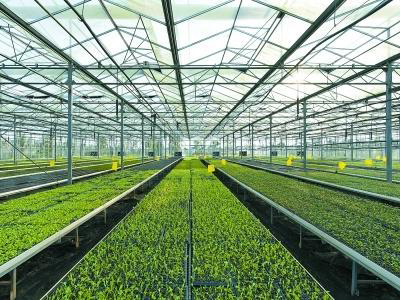 牛角椒育苗和种植管理