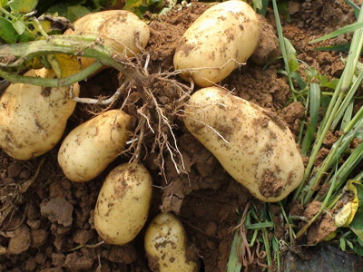 济薯26号红薯育苗技术