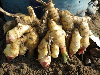 济薯29红薯施肥技术