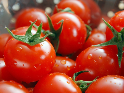 寿光番茄种子育苗
