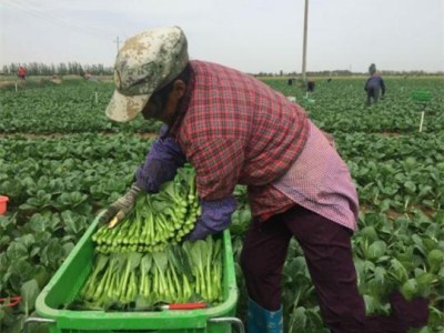 雄县红薯种植基地