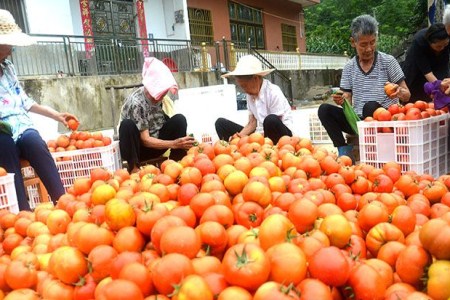 美卡利亚西红柿种植技术