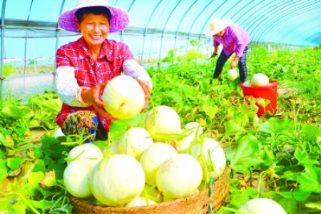 苏州青白菜种植技术