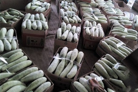 美玉168玉米种