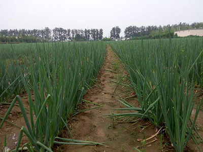 小麦芽种植技术