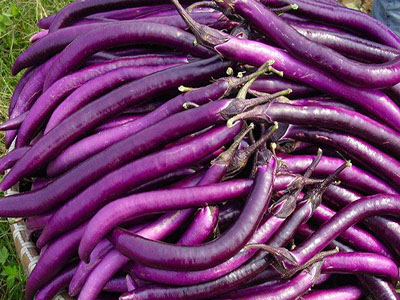 紫香椿芽产地供应