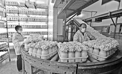 瑞克斯旺西红柿批发市场