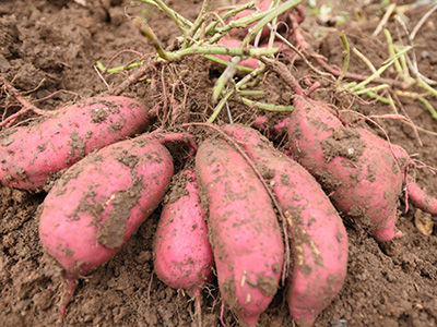 马尔科土豆种植技术