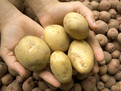 红心红薯种植技术