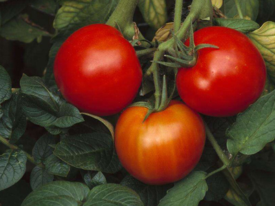 黑番茄种子购买