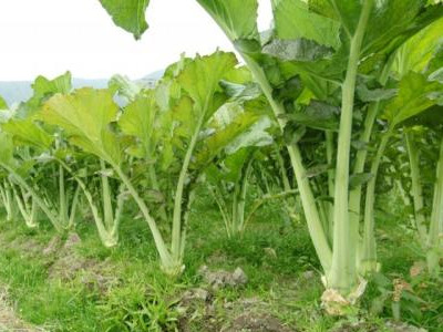 帝沃系列菠菜种植技术