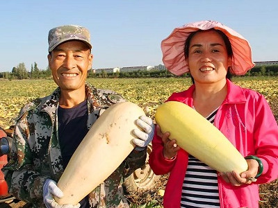 会泽洋芋种植技术