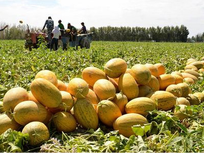 荷兰十五土豆种子