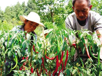 巨丰芦笋种植技术