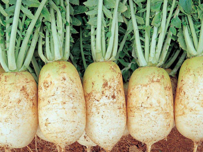 绿龙豆角种植方法