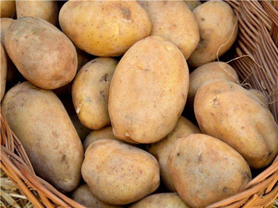 泰薯14红薯育种技术