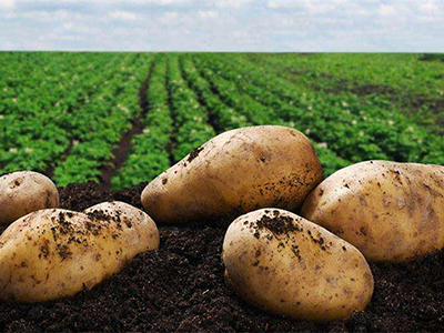 安纳红薯施肥技术