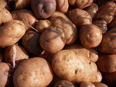 黑土豆种子图片