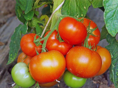 大红番茄108市场价格