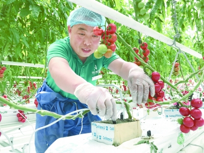 草莓型西红柿种子