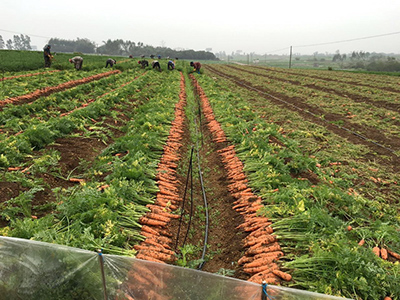 茄子亩产10万斤技术