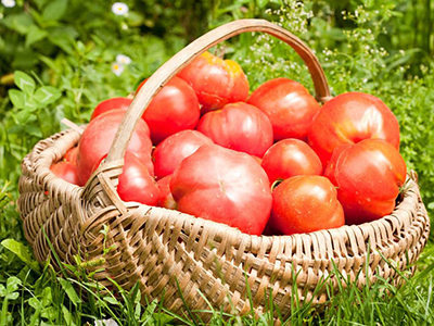 豫艺粉冠西红柿保鲜方法