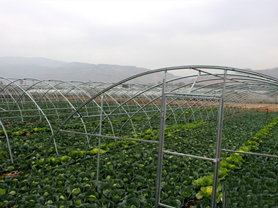红托竹荪高产栽培技术