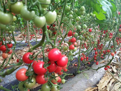 青椒种植时间和方法