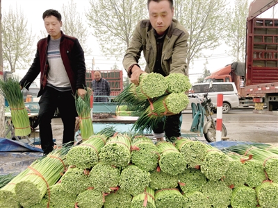 北京新三号白菜种子