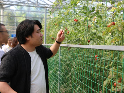 凯德6810番茄种子