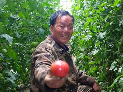 韩国线椒种子
