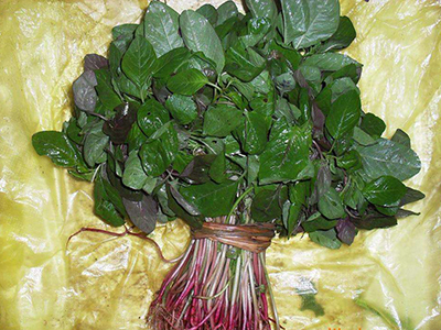 紫白菜种子