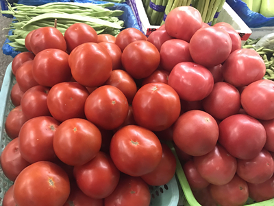 以色列西红柿种子公司