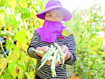 越南紫薯上市时间