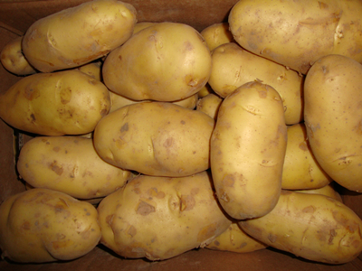 马铃薯品种陇薯7号