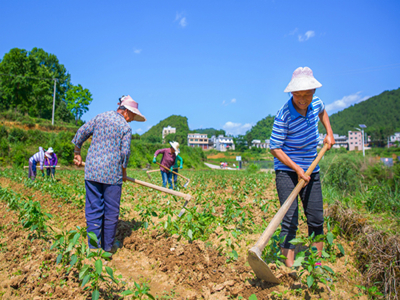 越南紫薯苗在中国能种植吗