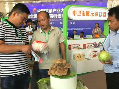 台湾丝瓜种子公司