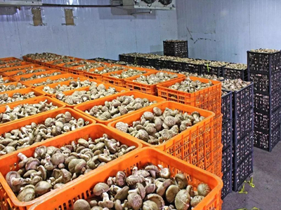 荔枝菌价格多少一斤2020