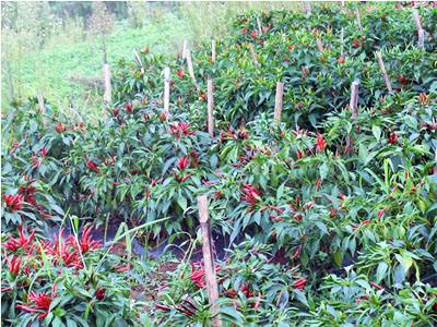 茶树菇产地主要在哪个省