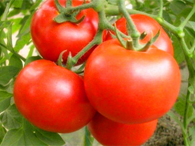 茄子育种技术