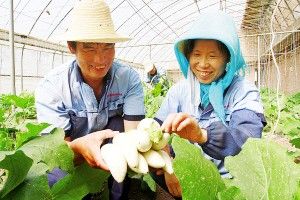 杭椒的种植方法