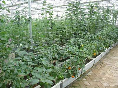 越夏番茄种植技术